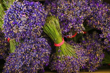 Lavanta tarlaları ve makro çiçekler, yazın tipik Provence manzarası.
