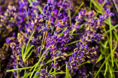 Lavanta tarlaları ve makro çiçekler, yazın tipik Provence manzarası.