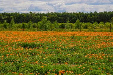 Portakallı kadife çiçeği. Calendula resmi alanı, doğa