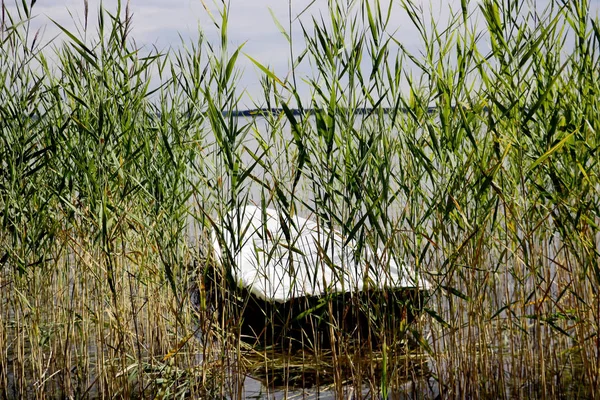 Vue Bateau Dans Les Buissons Sur Lac — Photo