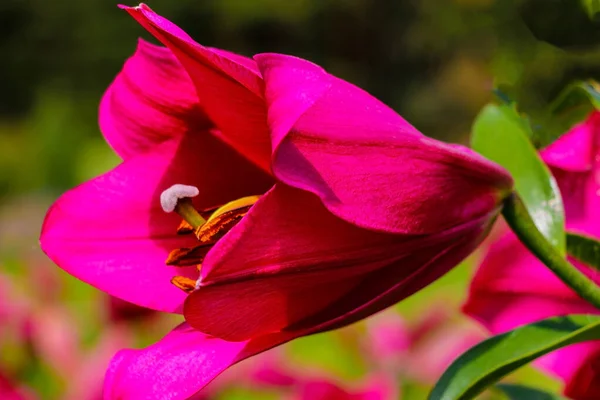 Lírio Vermelho Verão Jardim Natureza Fundo — Fotografia de Stock