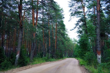 Çam ormanlarından geçen orman yolu, doğa.