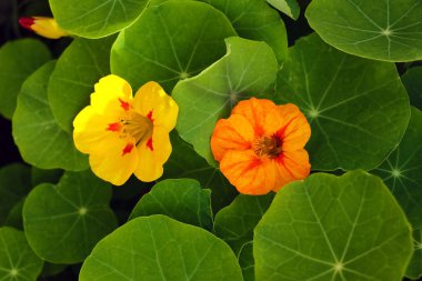 Parlak portakal çiçekleri kır bahçesinde çiçek açıyor