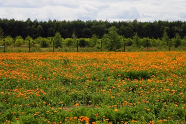 Portakallı kadife çiçeği. Calendula resmi alanı. Doğa