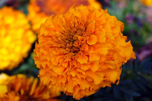 Blooming Cultivar French Marigold Tagetes Patula Autumn Garden — Stock Photo, Image