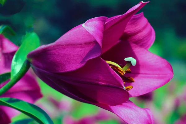 Kırmızı Zambak Yaz Bahçesinde Doğa Arka Plan — Stok fotoğraf
