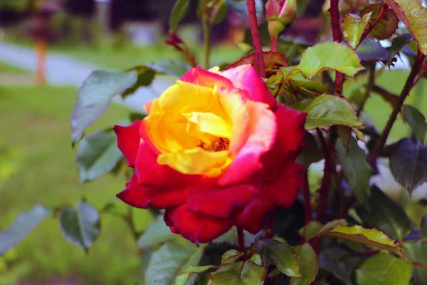 Makro Płytka Głębia Ostrości Obrazu Pojedynczej Czerwono Żółtej Róży — Zdjęcie stockowe