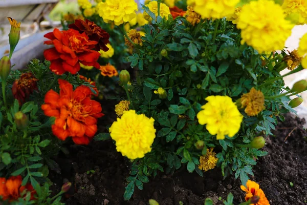 Cultivar Florescente Calêndula Francesa Tagetes Patula Jardim Outono — Fotografia de Stock