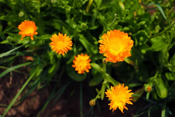 Orange Pot Marigold Calendula Officinalis Field Nature — Stock Photo, Image