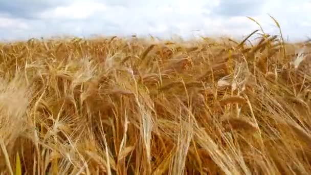 熟成小麦の分野 小麦の小穂に穀物の揺れ風があります 夏に穀物収穫が始まります 農業ビジネスの概念 環境に優しい小麦 — ストック動画