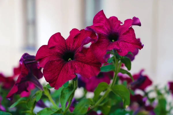Hermoso Macizo Flores Con Muchos Petunia Rojo Brillante Jardín —  Fotos de Stock