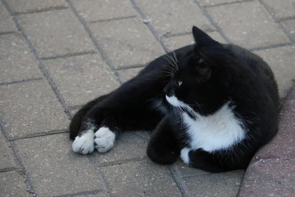 Czarno Biały Kot Uliczny Leżący Płytce — Zdjęcie stockowe