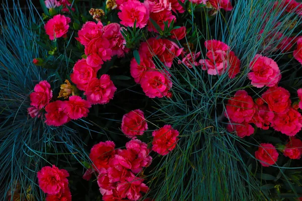 Textur Vackra Röda Blommor Nejlikor Trädgården — Stockfoto