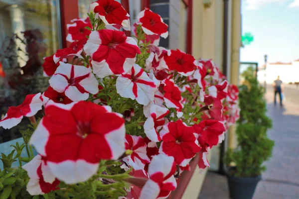 Cama Flores Bonita Com Muitos Petúnia Vermelho Brilhante — Fotografia de Stock