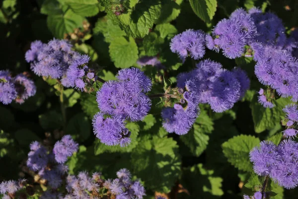 Vackra Violetta Blommor Trädgården Ovanifrån — Stockfoto