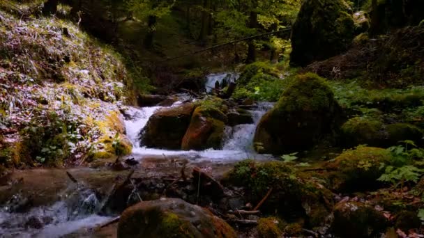 Gröna Och Våta Stenar Och Stenar Längs Bergsbäcken Med Många — Stockvideo