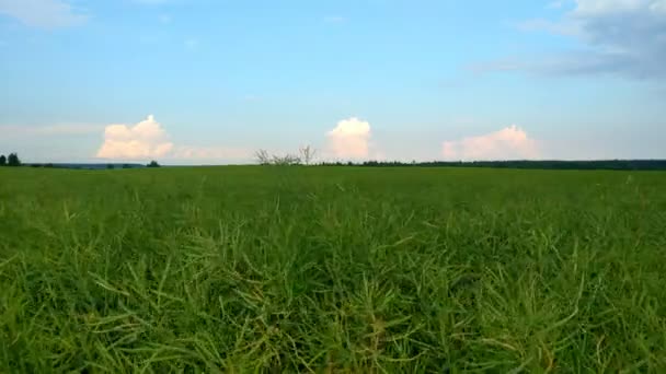Die Grünen Blätter Des Rapses Die Landwirtschaftliche Szene Mit Blühenden — Stockvideo