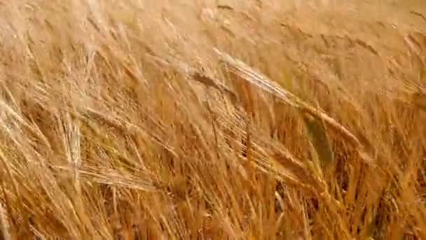 小麦の小穂に穀物の揺れ風があります 夏に穀物収穫が始まります 農業事業の概念 — ストック動画