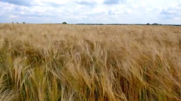 Der Wind Bewegt Die Ähren Des Weizens — Stockvideo