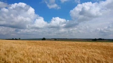 Arpa bitkilerinin sarı kulakları rüzgarla savruluyor. Hasat, doğa, tarım, hasat.