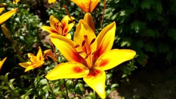Yellow Lily Flowers Swinging Wind Closeup — Stock Video
