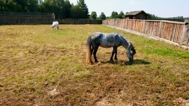 Jeune poney mange de l'herbe dans la ferme de chevaux paddock .