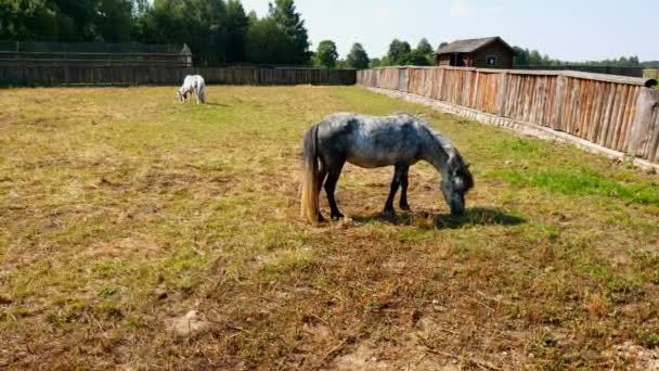 Giovane Pony Mangia Erba Nel Paddock Fattoria Cavallo — Video Stock