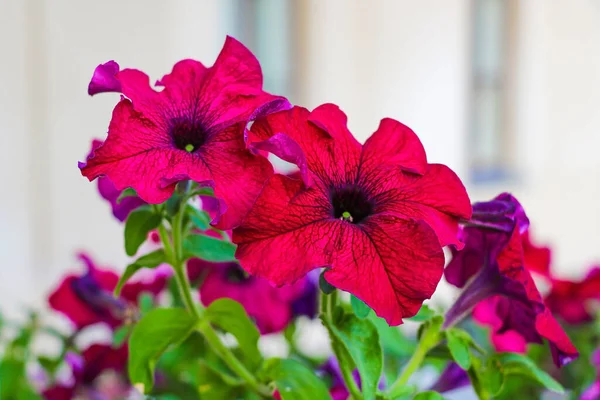 Cama de flores bonita com muitos petúnia vermelho brilhante . — Fotografia de Stock