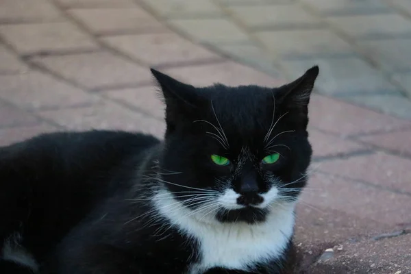 Blanco y negro gato de la calle acostado en baldosas . —  Fotos de Stock