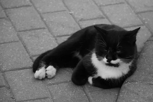 Blanco y negro gato de la calle acostado en baldosas . — Foto de Stock