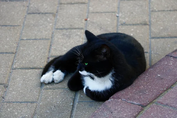 タイルの上に横たわる黒と白の通り猫. — ストック写真