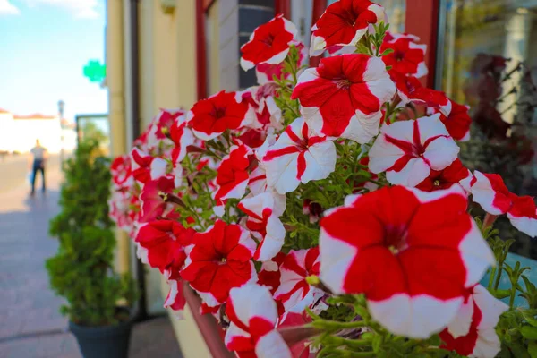 Cama de flores bonita com muitos petúnia vermelho brilhante . — Fotografia de Stock