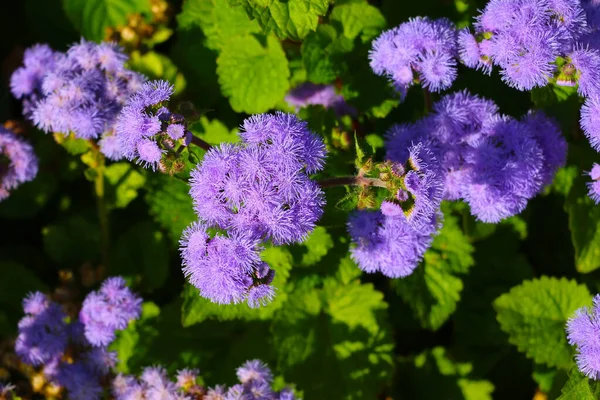 Vackra violetta blommor i trädgården, ovanifrån. — Stockfoto