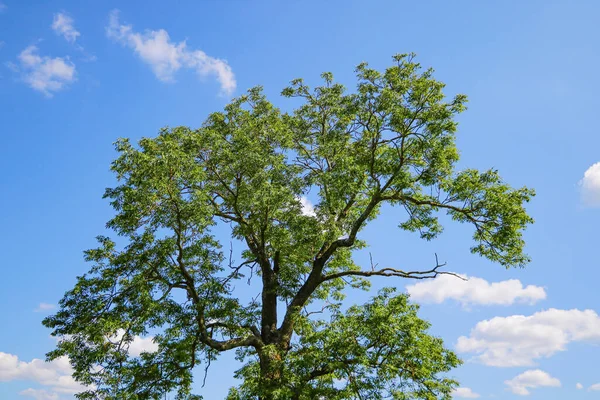 Stora gröna träd på en bakgrund av blå himmel med moln. — Stockfoto