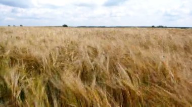 Altın olgun arpa kulaklarını kapatın. Arpa tarlası.