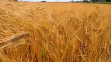 Yazın altın arpa kulakları. Rüzgarda sallanan altın arpa tarlası.