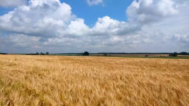 風に揺れる熟した小麦の畑青空 — ストック動画