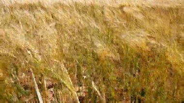 Altın renkli buğday ekinleri tarlada rüzgarda savruluyor..