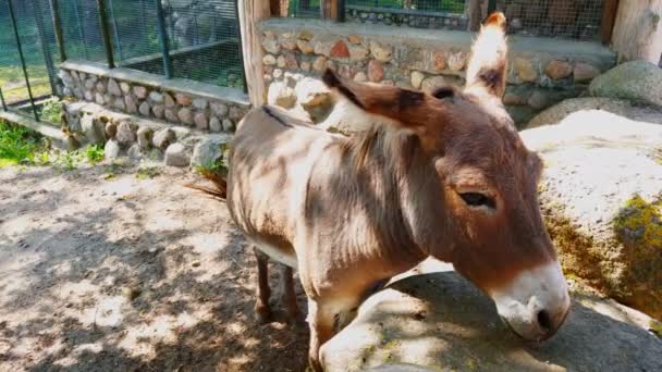 Face Donkey Close Donkey Stone Wall Chewing Wildlife Animal Pet — Stock Video
