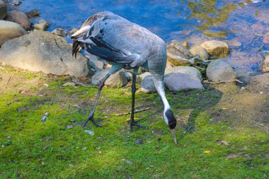 Gri turna yere dayanmış yiyecek arıyor.