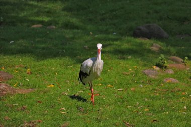Beyaz leylek ya da yeşil bir çayırda yürüyen Ağustos böceği
