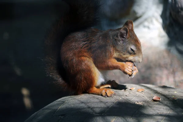 Squirrel Closed Eyes Sits Stone Eats Nut — Stock Photo, Image