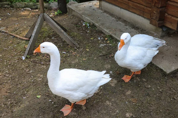 两只白鹅 也被称为家鹅 用于家禽或蛋 — 图库照片