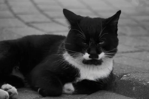 Beau Chat Rue Trouve Sur Tuile Photo Noir Blanc — Photo