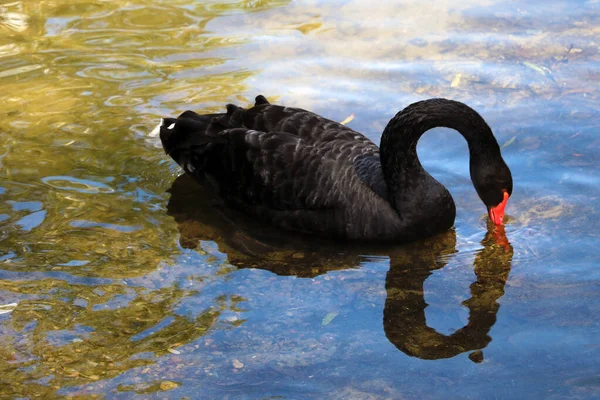 Cisne Negro Nada Estanque Pájaro Raro —  Fotos de Stock