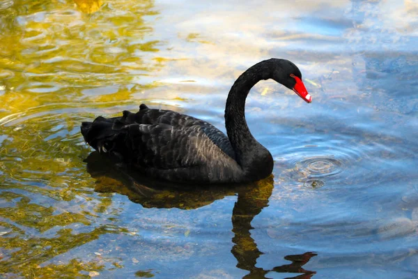 A black beautiful swan swims on the lake on a sunny day. Black swans feed mainly on aquatic plants and small algae, do not disdain also grain