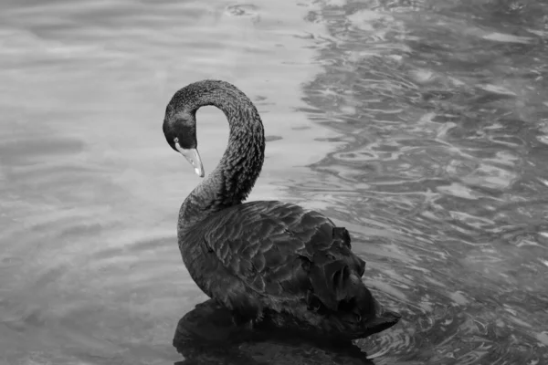 Ein Schwarzer Schwan Schwimmt Auf Einem Teich Seltener Vogel — Stockfoto