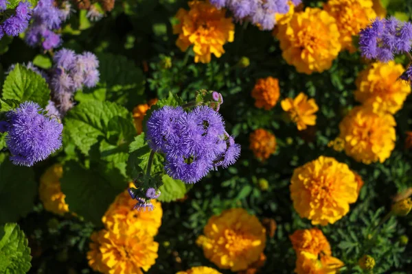 Όμορφα Βιολετί Και Πορτοκαλί Λουλούδια Στον Κήπο Κορυφαία Θέα — Φωτογραφία Αρχείου