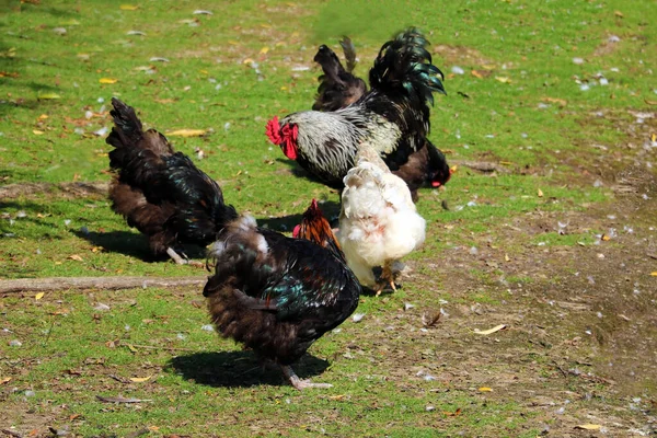 Hühner Und Hahn Spazieren Über Den Rasen Geflügel — Stockfoto