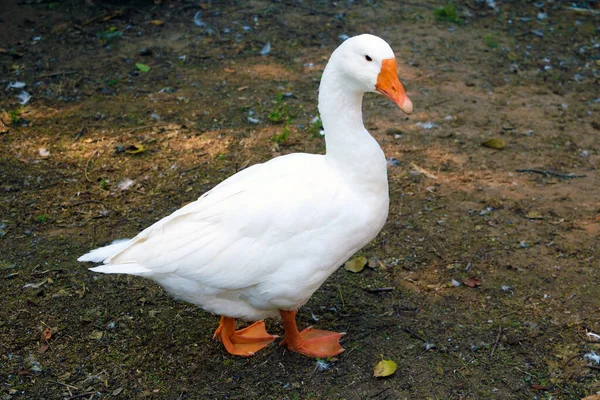 White Domestic Goose White Goose Standing Farm — Stock Photo, Image